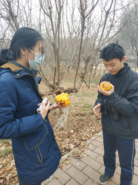 木瓜
中午在西农北校观鸟，看见地上掉了很多木瓜。语馨说这种木瓜能释放香味，可以捡几个放房间里。
