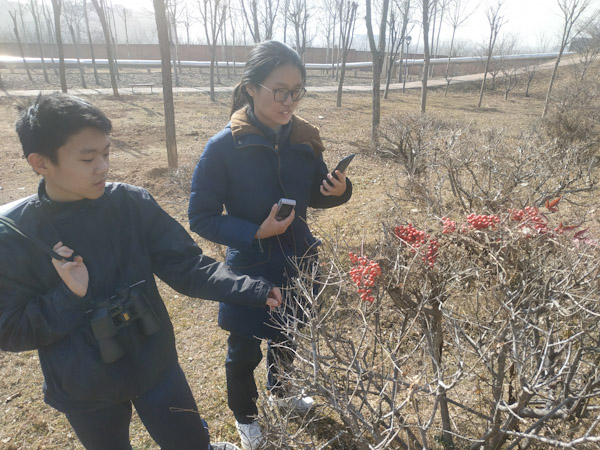 某种果子
中午继续去观鸟，发现光秃秃的灌木上有一片红果，走近了一看，是有人放上去的。
