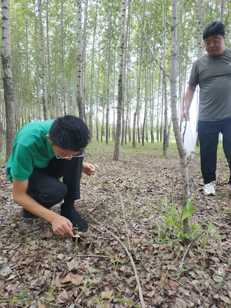 采蘑菇
给爷爷烧纸之后，在树林里采蘑菇。
