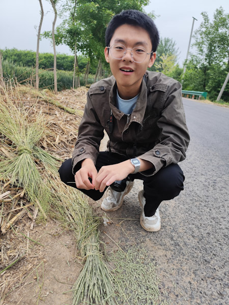 节节麦
看完马超岭特大桥，往回走的路上看到不少农民拔的杂草。这种草非常奇怪，种子是一节一节的。回来一查才知道叫节节麦，是一种恶性杂草。
