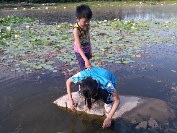 渭河边的水塘
语馨难得周五没有晚自习，吃完水盆羊肉后直接到渭河边消暑。渭河边有个小水塘，这里的生态已经很好了，水里有荷花和金鱼藻，还有各种小鱼和虾。
