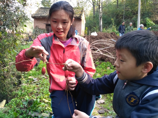 赤瓜
返回龙窝村时语馨发现住户栅栏上长着很好看的赤瓜。
