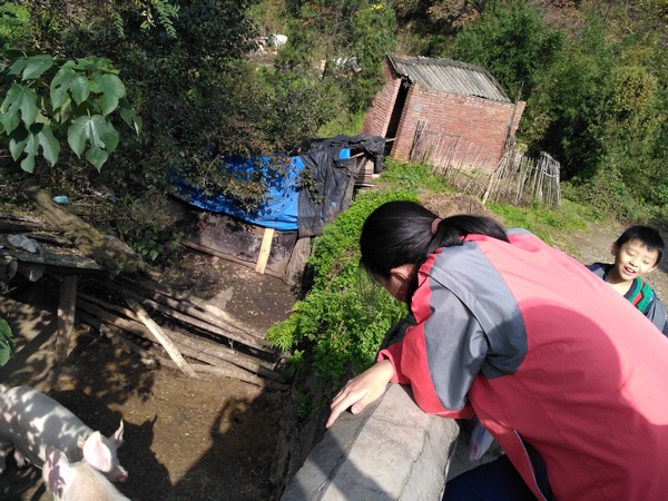 猪
沿着骆峪往里走，到了一个很小的村部——串草坡村。路边有个猪圈，里面养着两头很干净的猪。
