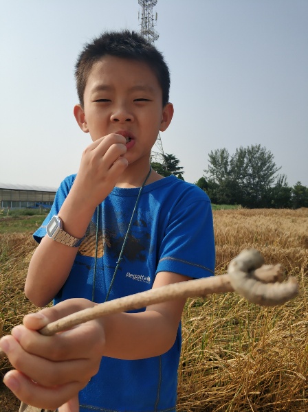 蚕
摘完桑葚，在试验田的路上捡到一只很大的蚕。
