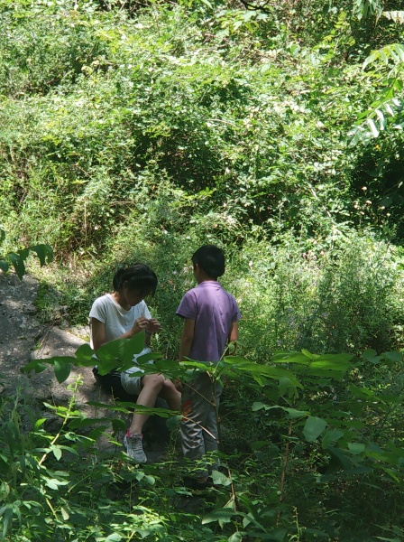 采地软
往车峪里走的路边长了一片地软，语馨和映辰采了一些，晚上炒鸡蛋吃了。
