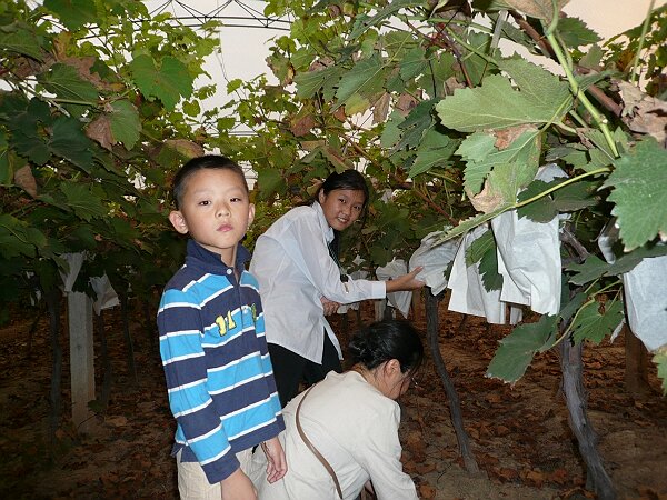 摘葡萄
葡萄架下蚊子很多，摘了两串就赶紧出来了。现摘的葡萄非常甜。
