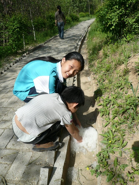 柳絮
沿河栽了各种树木，以前一直没找到的榆树这里也有很多。当然了，柳树也不少，路边不时能看见堆积的柳絮。
