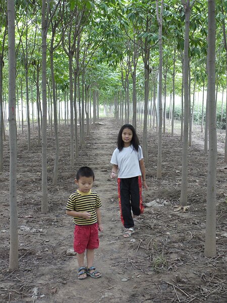 高干渠覆盖
高干渠有些地方覆盖了，上面种了树。
