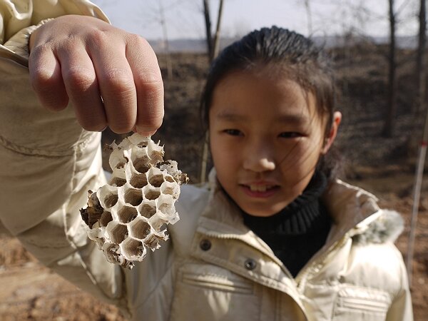 野蜂窝
路上有几片野蜂窝，语馨很小心地拿起来看，映辰远远地躲开了。
