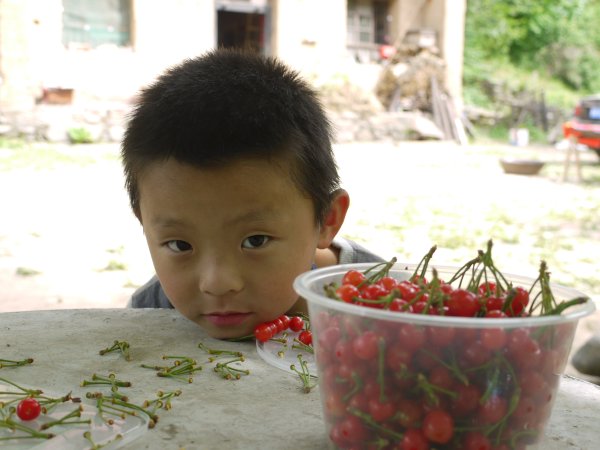 樱桃
山脚下的农家院子里有棵樱桃树，主妇请我们吃樱桃。
