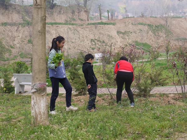 凤凰岭
路上只采了一小把油菜薹，到了凤凰岭公园，里面有几颗油菜的薹刚刚被别人掐过，幸运的是河边还有几颗完整的。
