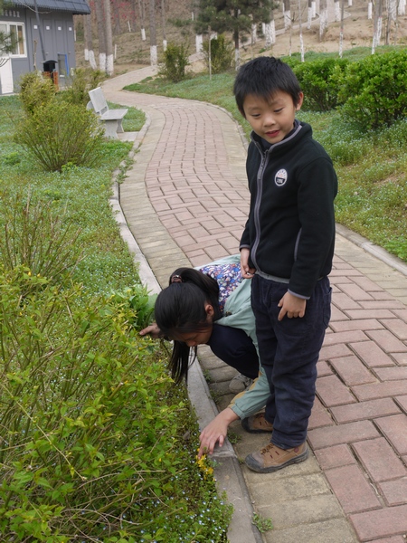 奇特的花
要离开凤凰岭的时候，映辰忽然发现几朵贴着地皮开的黄花。
