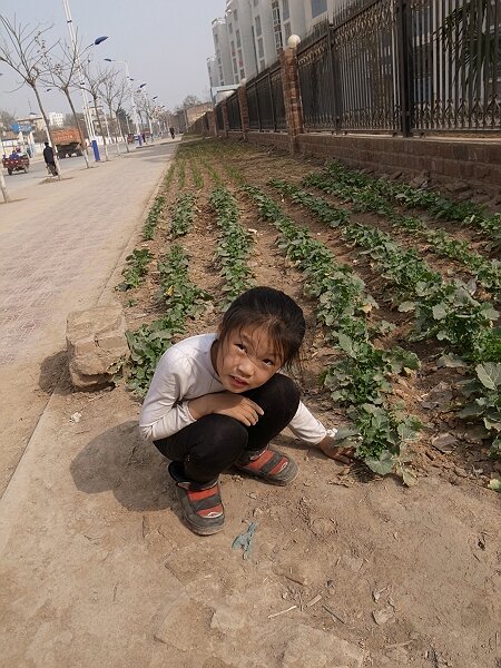 杨凌街景
农科城的居民喜欢种菜，街道两边的绿化带还没有种草，周围的居民趁机开荒种上了菜。
