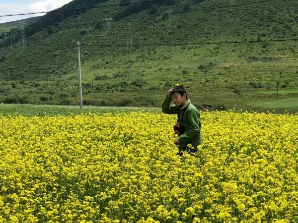 高原上的油菜花
高原的7月中旬，油菜花开得正艳。
