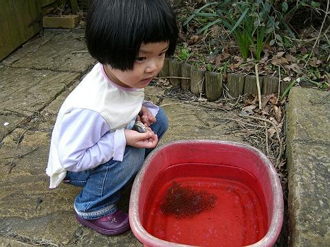 小蝌蚪
春天到了，青蛙又在鱼溏里产了卵，为了避免让鱼吃了，就捞上来供语馨研究蝌蚪变青蛙的全过程。
