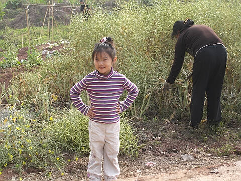 收油菜
大人收油菜，语馨跑前跑后地帮忙。
