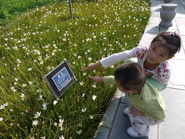 葱兰
刚进博览园，语馨就跑过来看花，还认出了牌子上写的“葱兰”。
