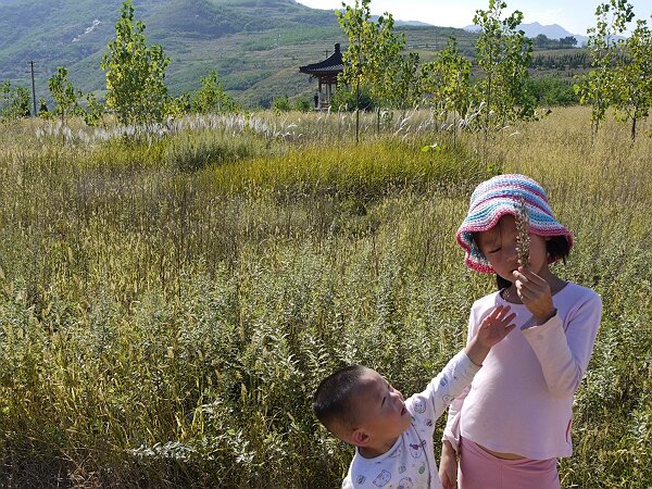 野地
仙游寺博物馆的后面是一片荒地，里面有一丛丛的类似芦苇的草，很漂亮。
