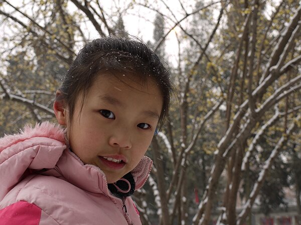 梅花傲雪
学校里的腊梅在雪中开放。这张照片景深小了，看不清梅花。
