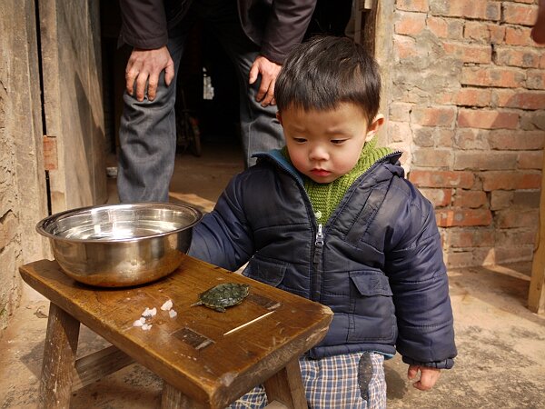 近距离观察
乌龟在板凳上晒太阳，映辰目不转睛地看。
