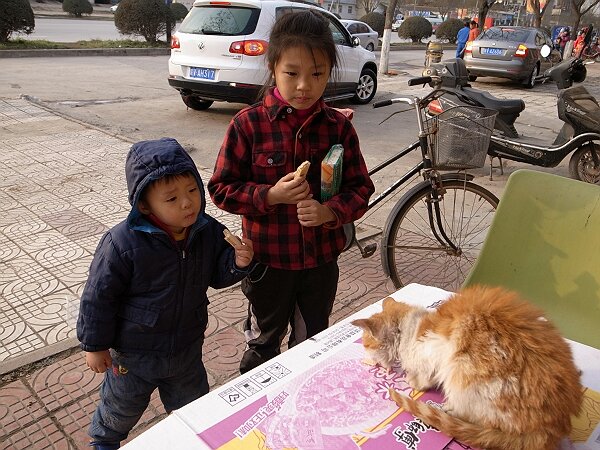 可怜的猫
在小卖店买完饼干出来，门口有个小猫娇滴滴地叫，语馨给它饼干吃。
